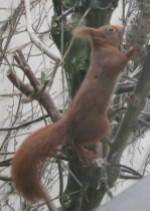 Eichhörnchen1